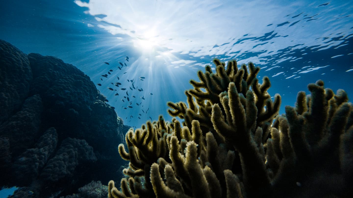 Shark conservation research