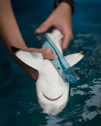Shark measurement and data collection