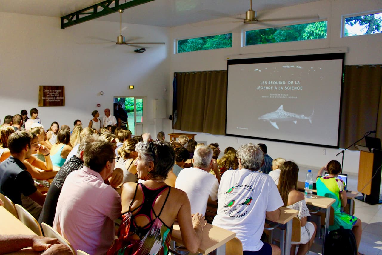 Shark research being conducted in Moorea's lagoon